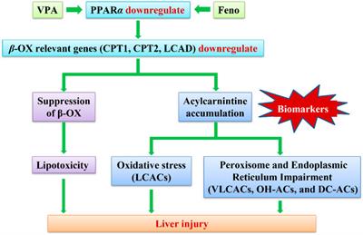 The serum acylcarnitines profile in epileptic children treated with valproic acid and the protective roles of peroxisome proliferator-activated receptor a activation in valproic acid-induced liver injury
